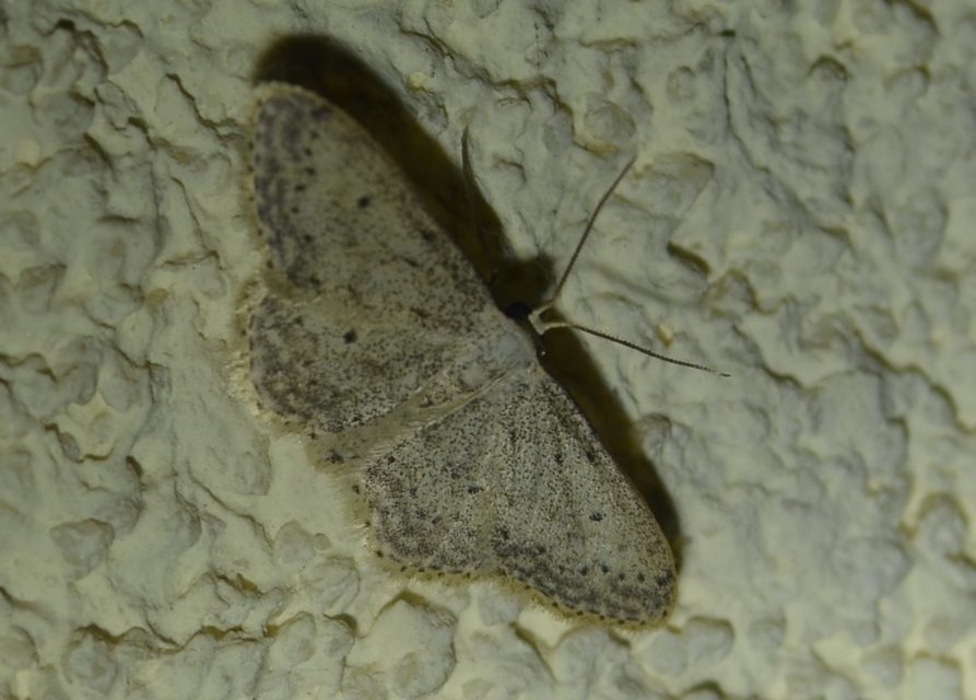 Idaea seriata - szürke apróaraszoló