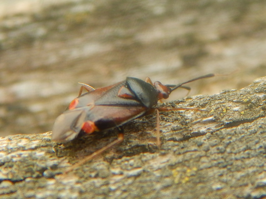 Deraeocoris ruber - vöröses mezeipoloska