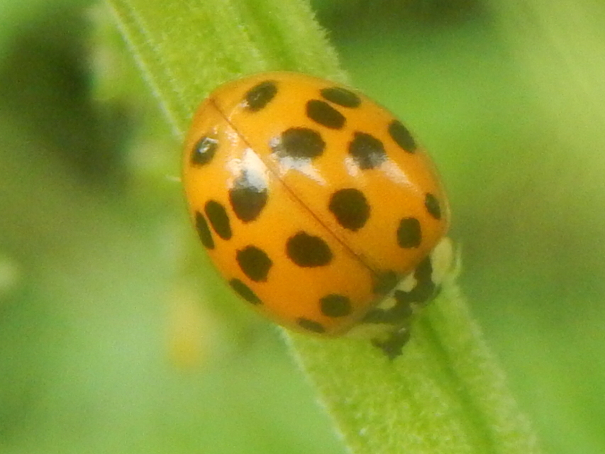 Harmonia axyridis - harlekinkatica
