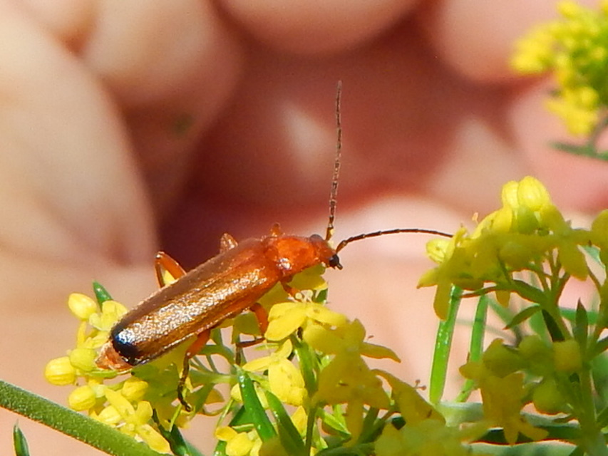 Rhagonycha fulva - feketevégű lágybogár