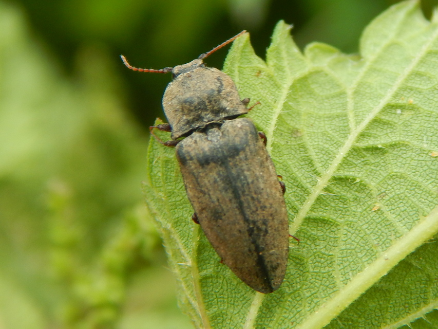 Agrypnus murinus - egérszínű pikkelyespattanó