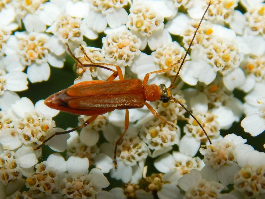 Oedemera podagrariae - székfű-álcincér