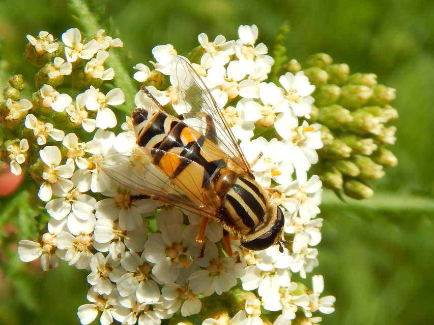 Helophilus trivittatus - nagy mocsárilégy
