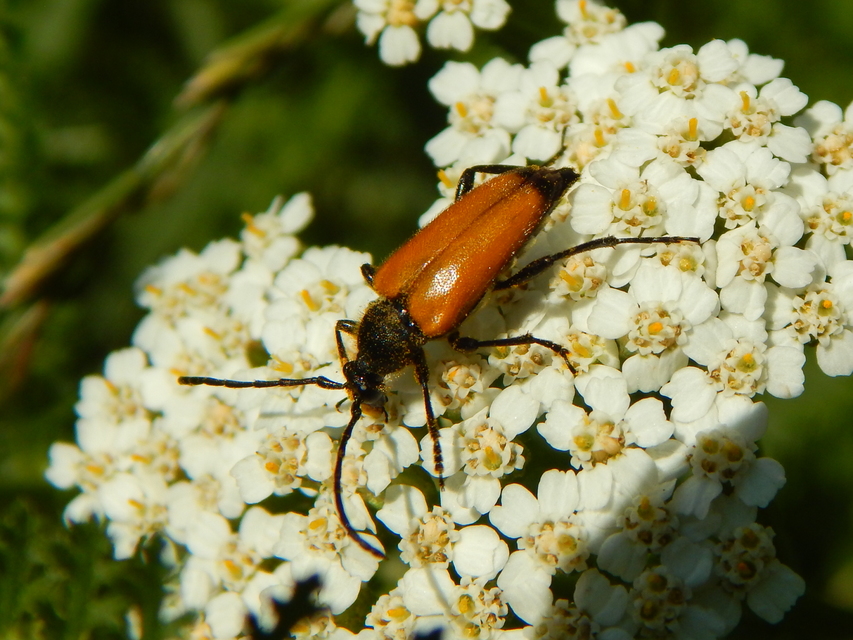 Stictoleptura fulva - vörhenyes virágcincér