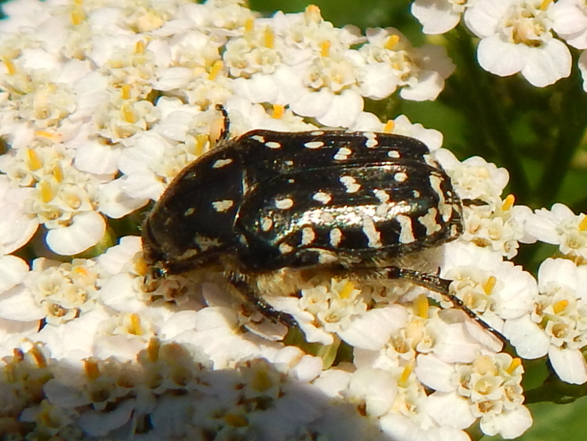 Oxythyrea funesta - sokpettyes virágbogár