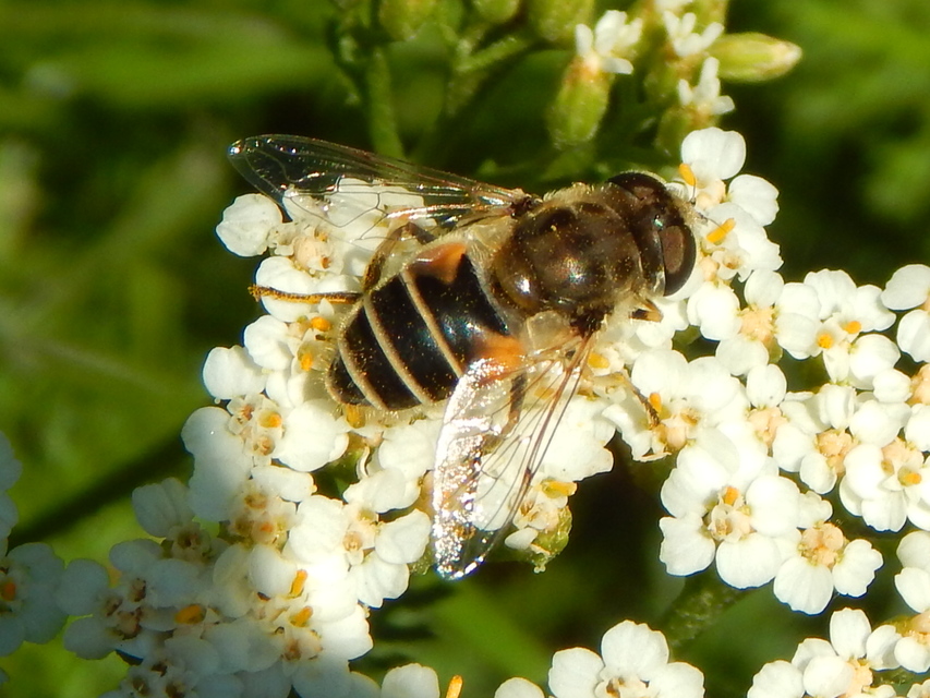 Eristalis arbustorum - fehérarcú herelégy