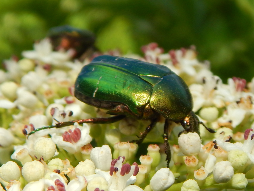Cetonia aurata - aranyos virágbogár