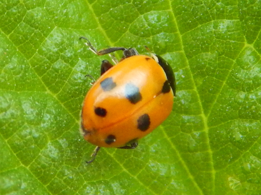 Hippodamia variegata - tizenhárompettyes katica