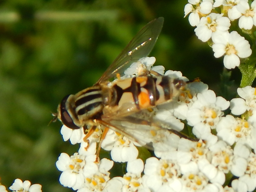 Helophilus trivittatus - nagy mocsárilégy