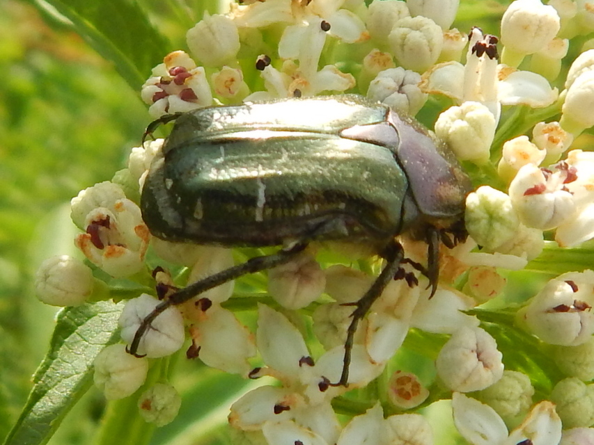 Cetonia aurata - aranyos virágbogár