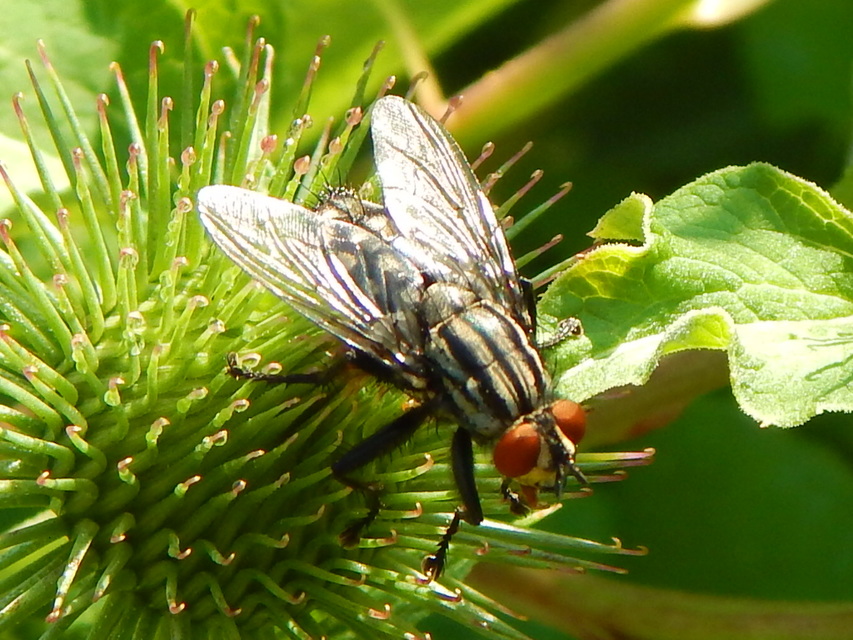 Sarcophagidae - húslégyfélék