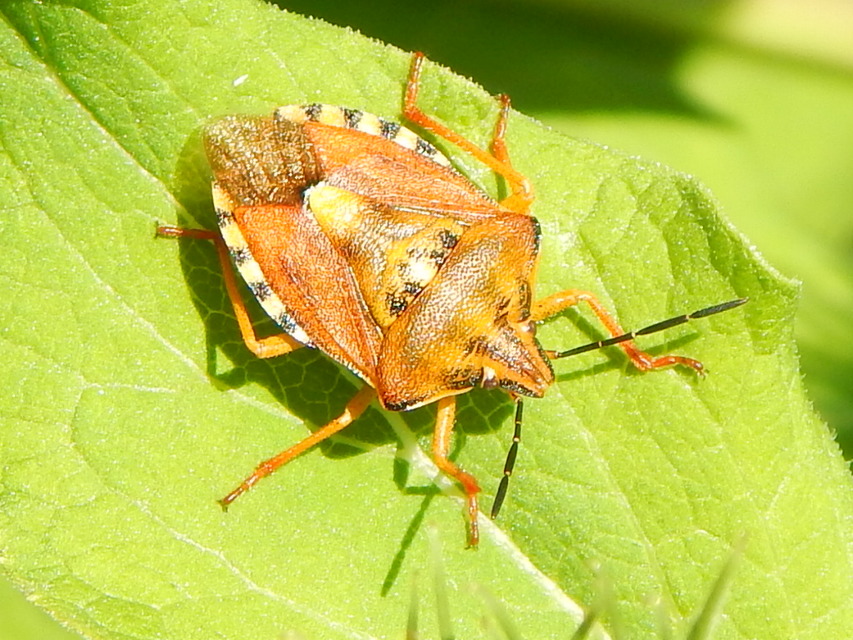 Carpocoris Carpocoris