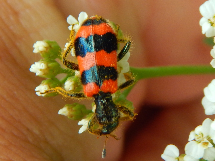 Trichodes apiarius - szalagos méhészbogár
