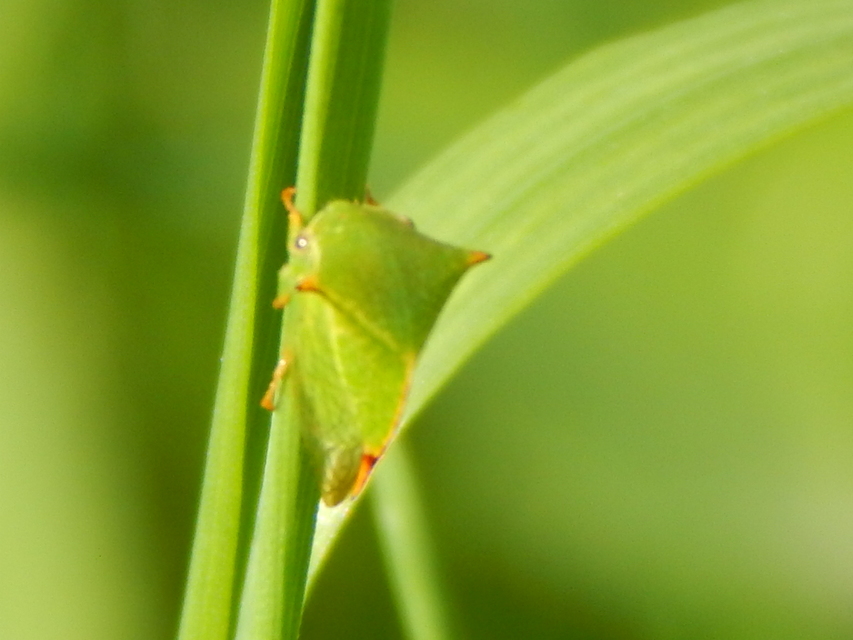 Stictocephala bisonia - bivalykabóca