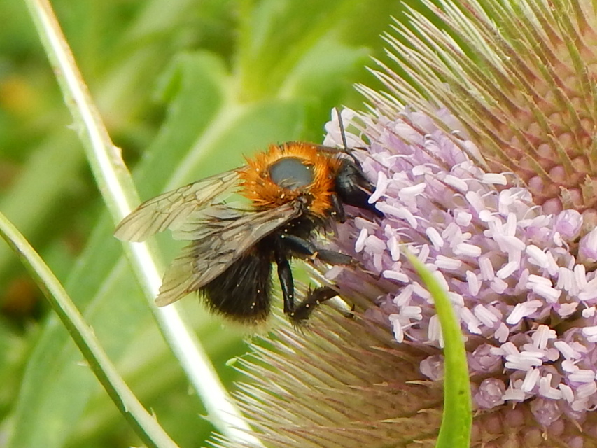 Bombus hypnorum - mohás poszméh