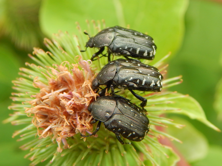 Oxythyrea funesta - sokpettyes virágbogár