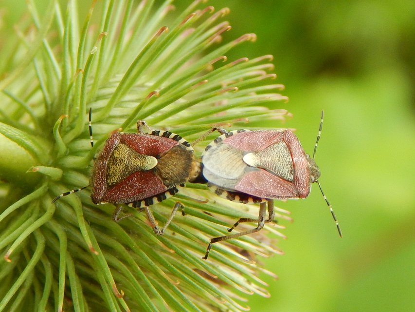 Dolycoris baccarum - közönséges bogyómászó-poloska Dolycoris baccarum - közönséges bogyómászó-poloska