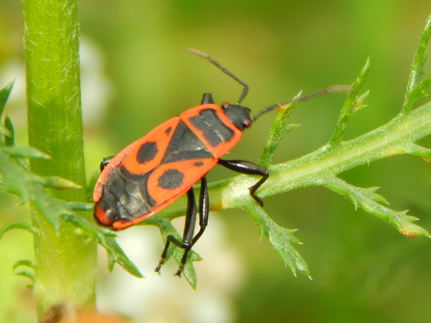 Pyrrhocoris apterus - verőköltő poloska