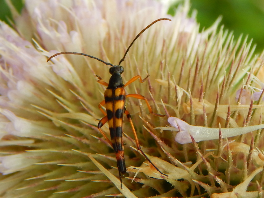 Strangalia attenuata - nyurgacincér