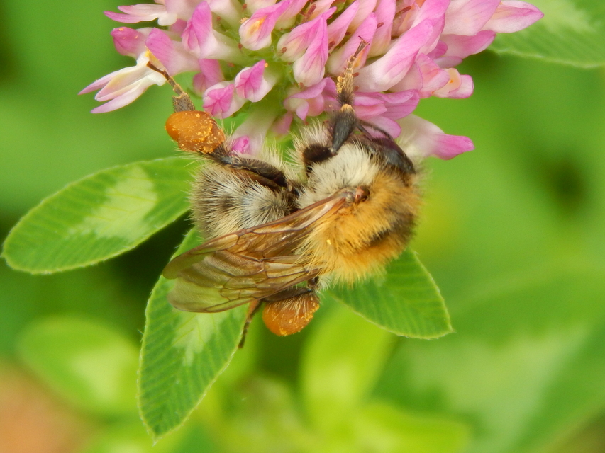 Bombus - poszméhek
