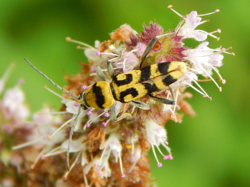 Chlorophorus varius - díszes darázscincér