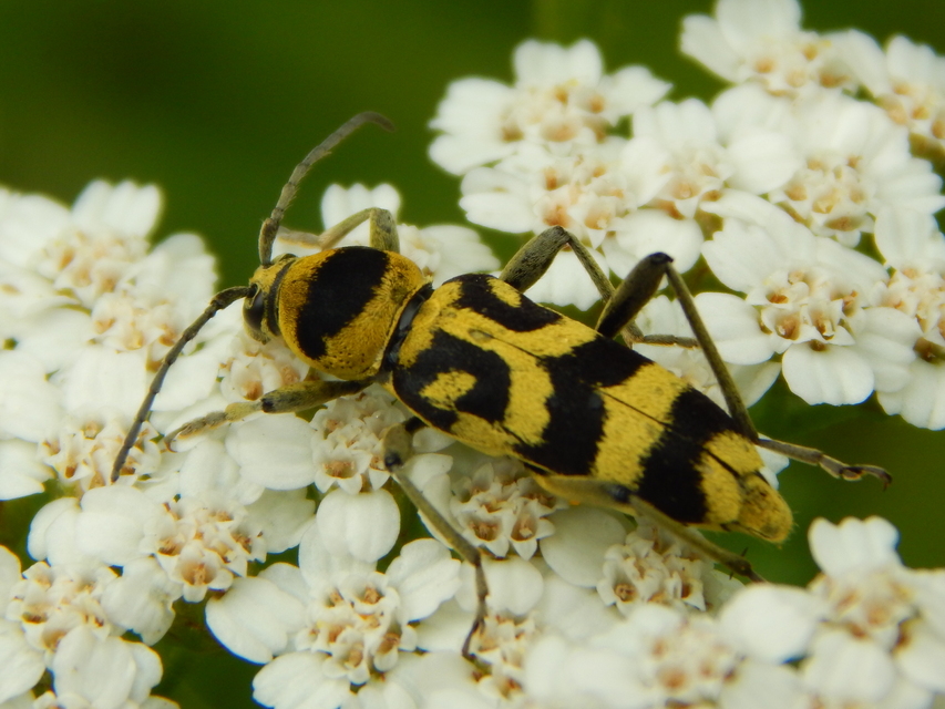 Chlorophorus varius - díszes darázscincér