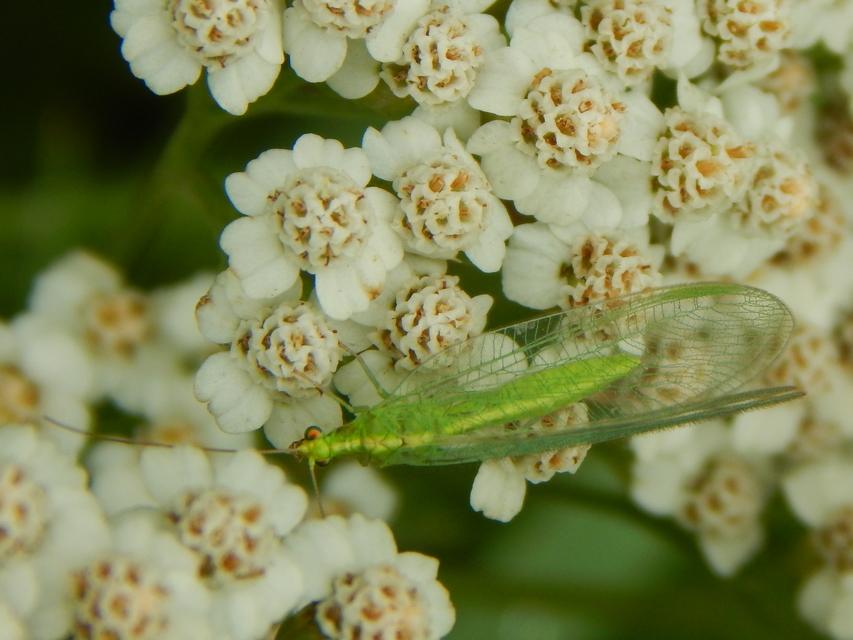 Chrysopidae - zöldfátyolkák