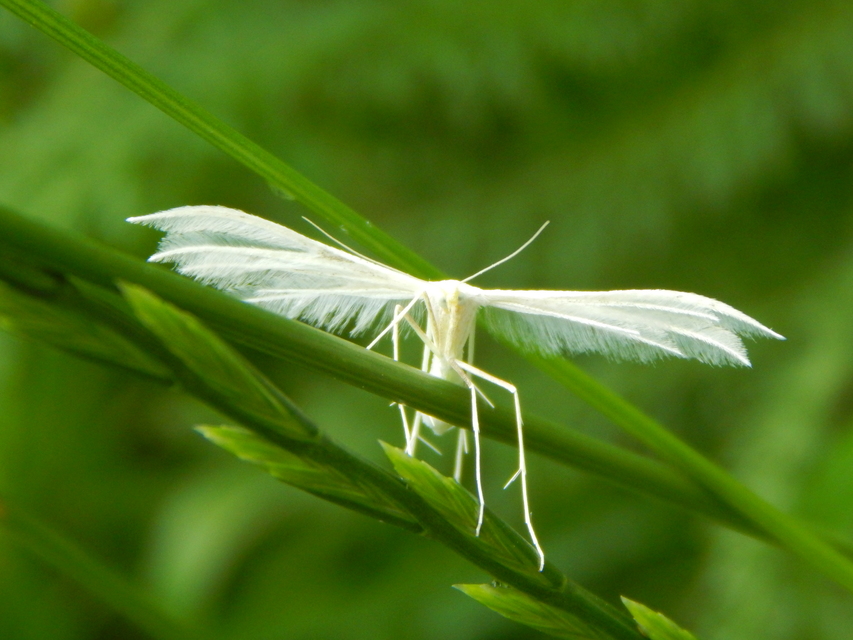 Pterophorus pentadactyla - fehér tollasmoly