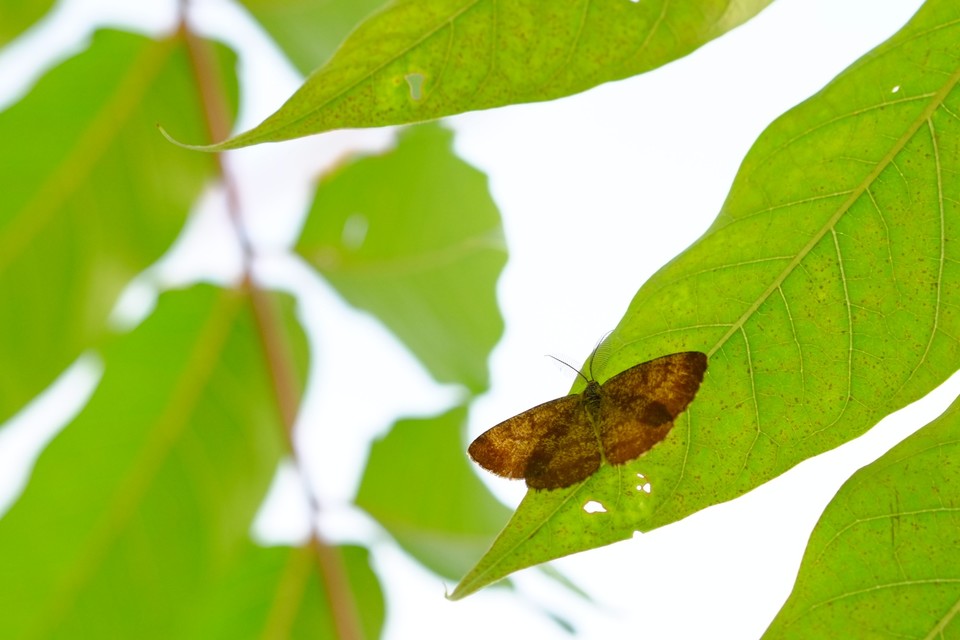 Ematurga atomaria - barna rétiaraszoló
