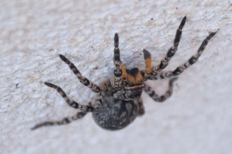 Lycosa singoriensis - szongáriai cselőpók