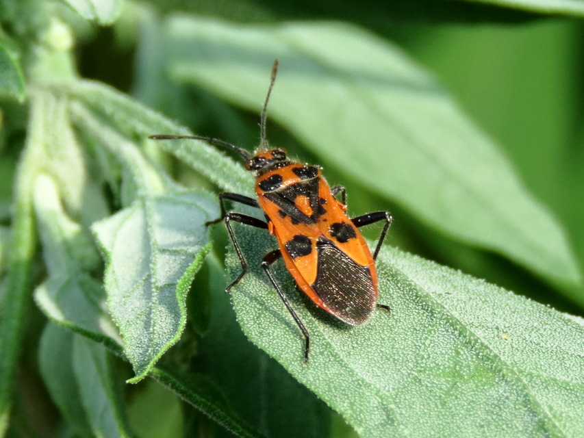 Corizus hyoscyami - piros karimáspoloska