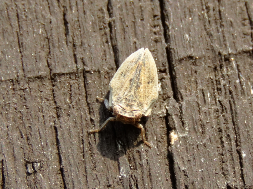 Agalmatium flavescens
