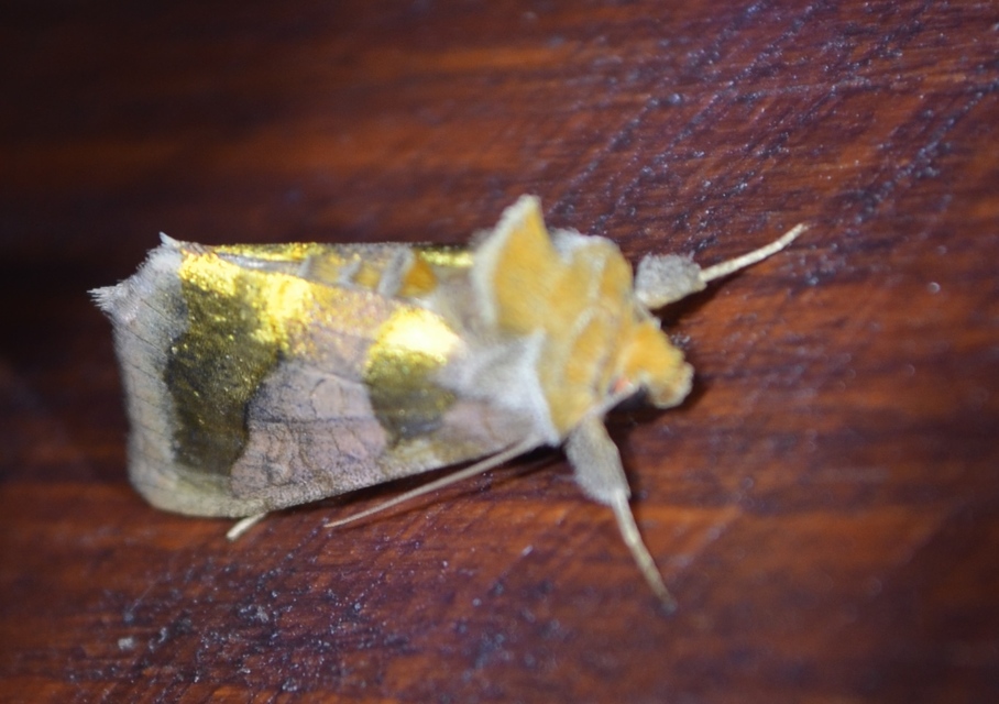 Diachrysia chrysitis - aranybagoly