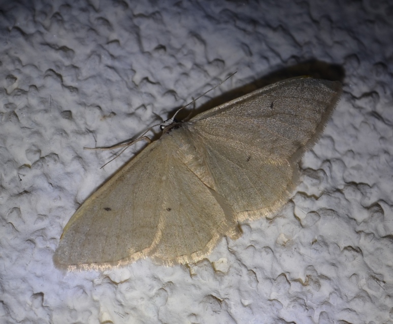 Idaea straminata - szalmasárga sávosaraszoló