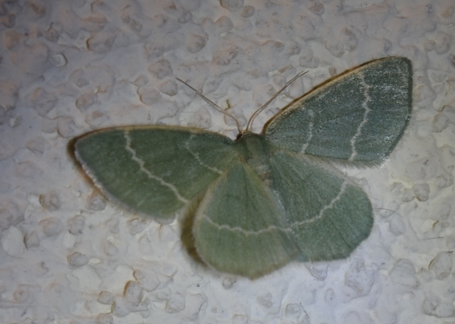 Chlorissa viridata - üdezöld araszoló