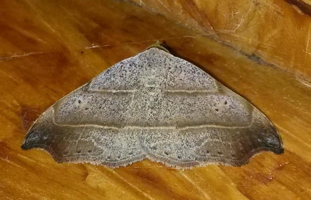 Laspeyria flexula - zuzmóbagoly