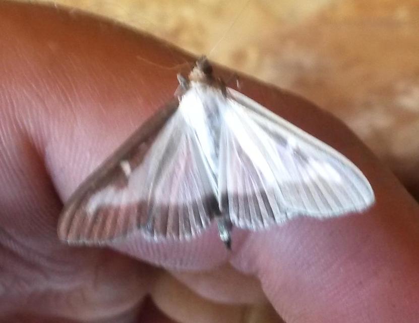 Cydalima perspectalis - puszpáng-tűzmoly