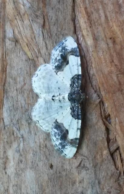 Ligdia adustata - barna levélaraszoló