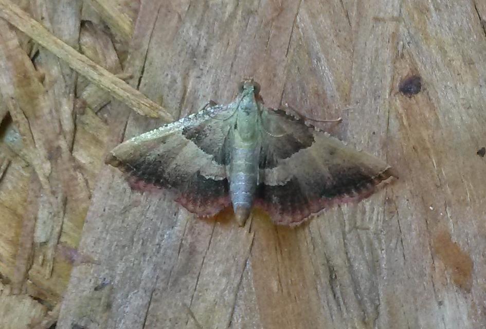 Endotricha flammealis - tüzesszárnyú fényilonca