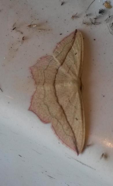 Timandra comae - piroscsíkos csipkésaraszoló