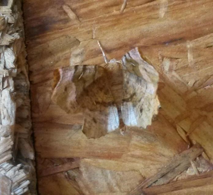 Selenia tetralunaria - négyfoltos holdasaraszoló