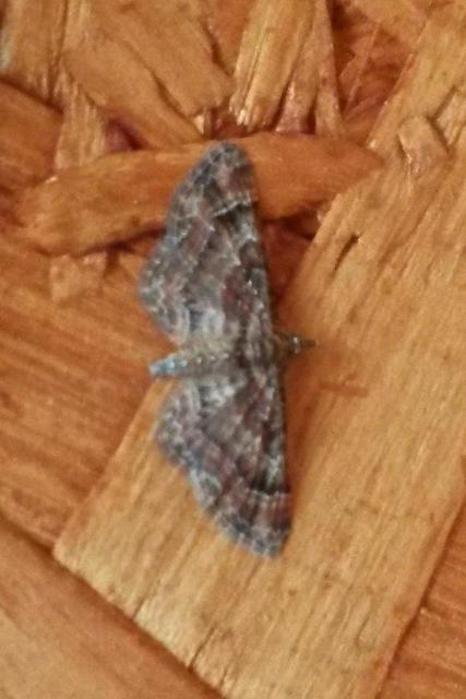 Gymnoscelis rufifasciata - vöröscsíkos törpearaszoló