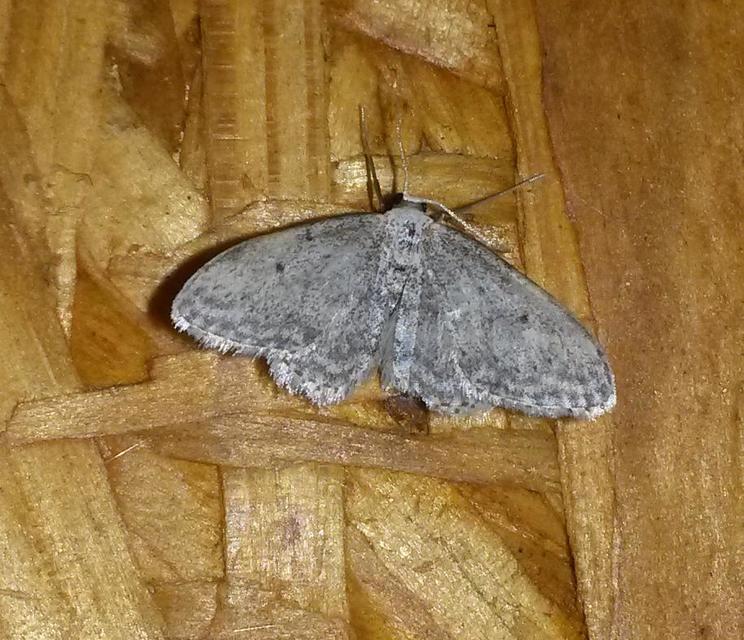 Idaea seriata - szürke apróaraszoló