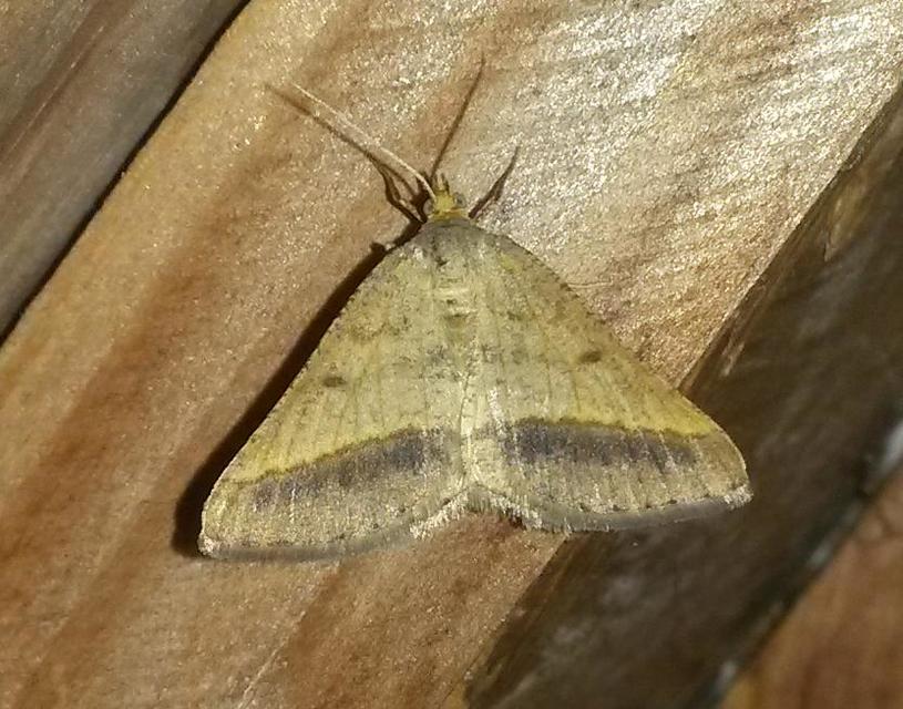 Tephrina arenacearia - lucerna-araszoló