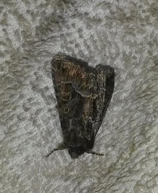 Thalpophila matura - fakó erdeibagoly