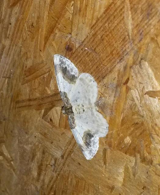 Ligdia adustata - barna levélaraszoló