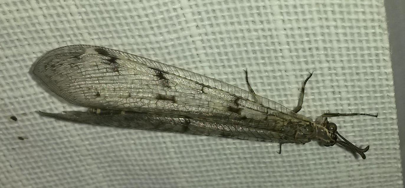 Distoleon tetragrammicus - négyfoltos hangyaleső