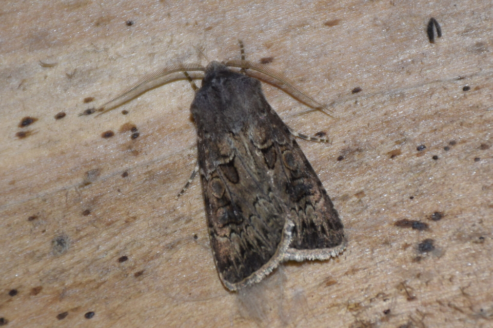 Agrotis bigramma - kétjegyű földibagoly