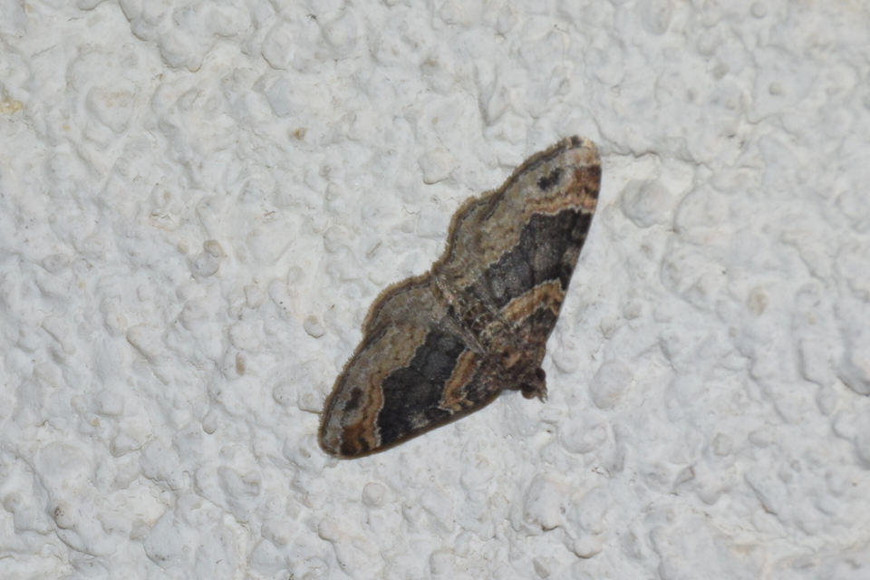 Xanthorhoe ferrugata - kerti tarkaaraszoló