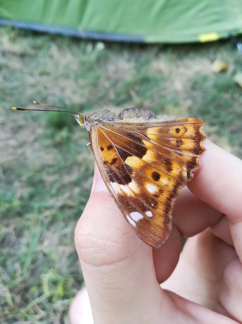 Apatura ilia - kis színjátszólepke